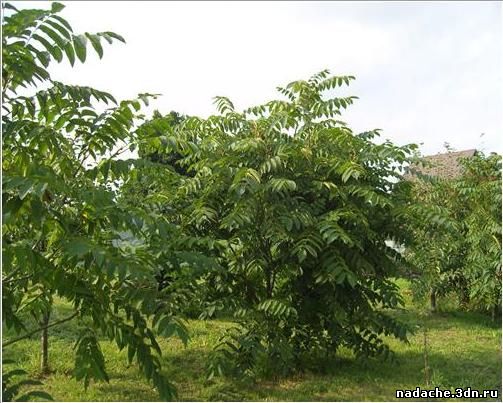 Маньчжурский орех болезни листьев фото